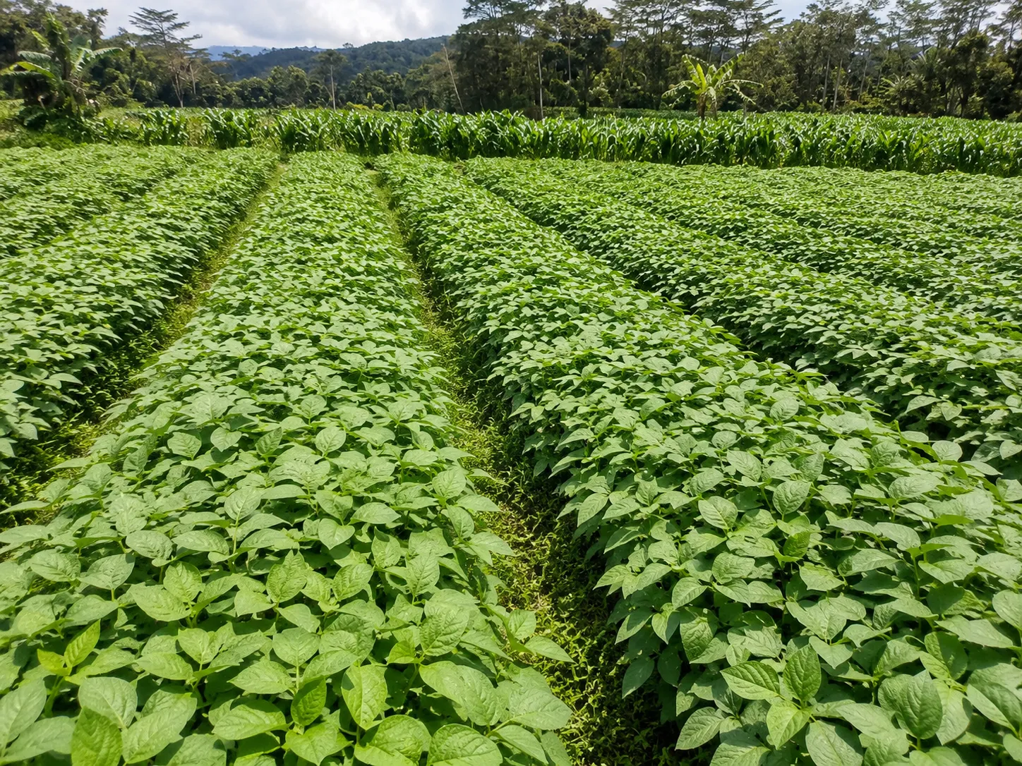 Kebun sayuran Petani Bahagia Salatiga
